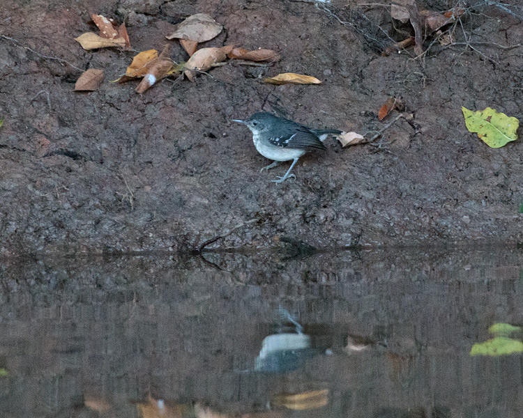 [Band-tailed Antbird]