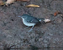 Band-tailed Antbird