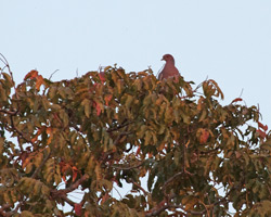 Pale-vented Pigeon