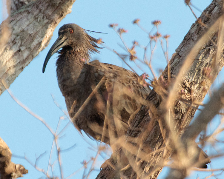 [Plumbeous Ibis]