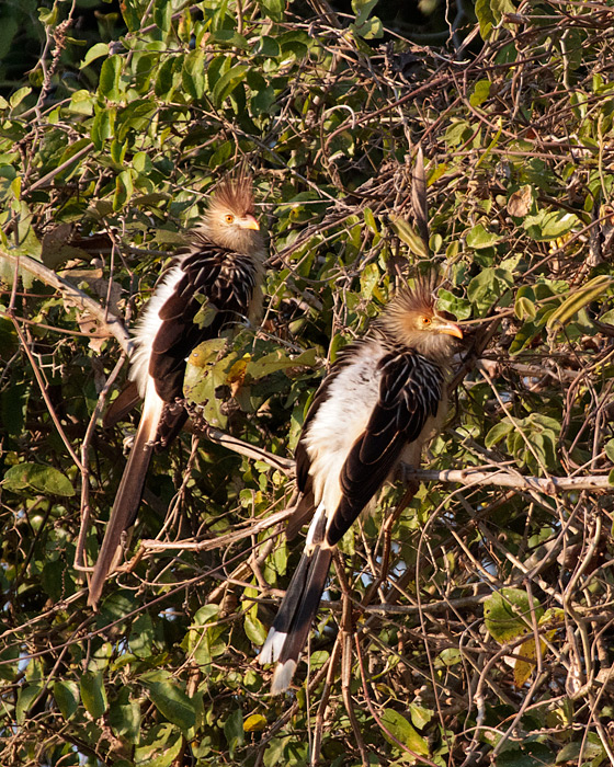 [Guira Cuckoos]