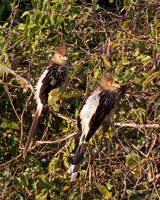 Guira Cuckoos