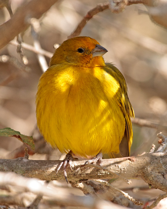 [Saffron Finch]