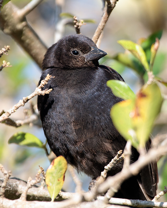 [Chopi Blackbird]