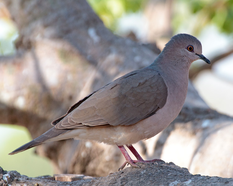 [White-tipped Dove]