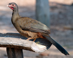 Chaco Chachalaca