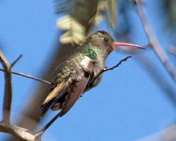 Gilded Hummingbird