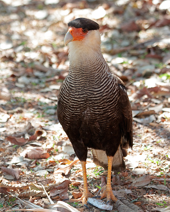 [Southern Caracara]