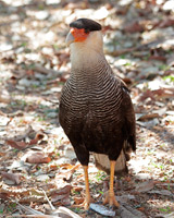 Southern Caracara