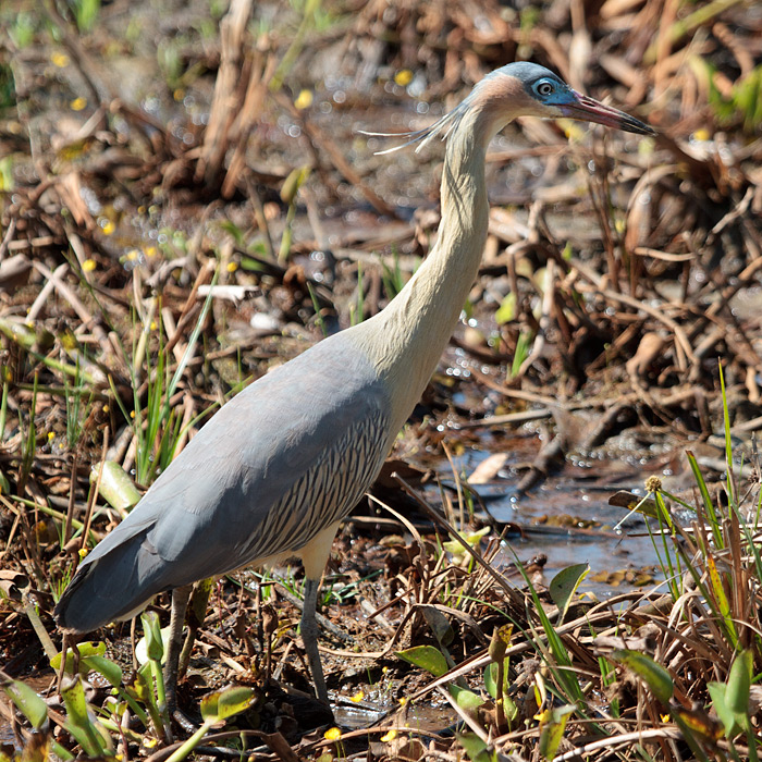 [Whistling Heron]