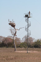 Jabiru Tower