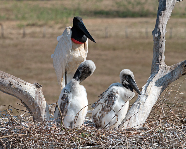 [Jabiru]