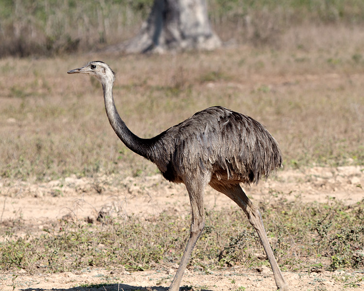 [Greater Rhea]