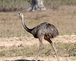 Greater Rhea