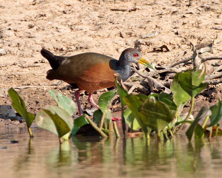 [Gray-necked Wood-Rail]