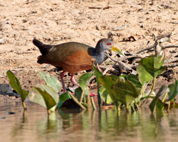 Gray-necked Wood-Rail