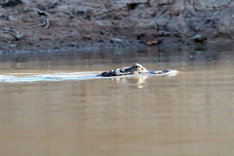 [Yacare Caiman]