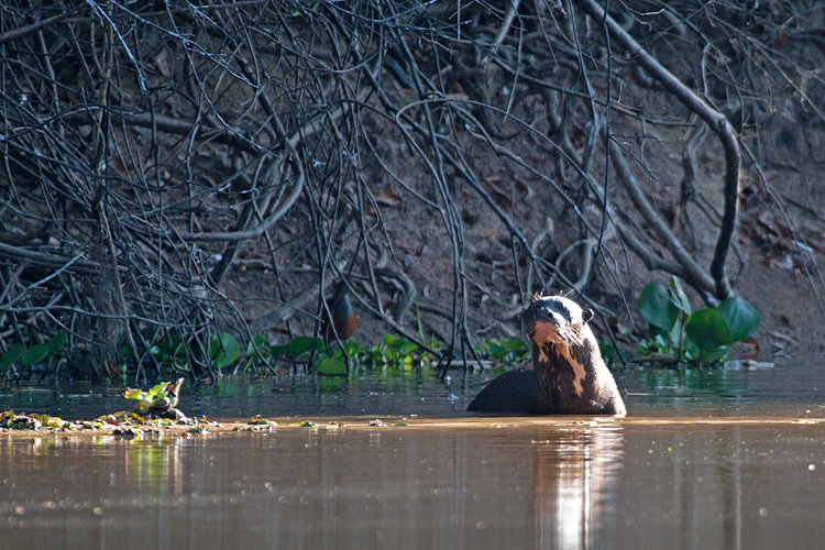 [Giant Otter]