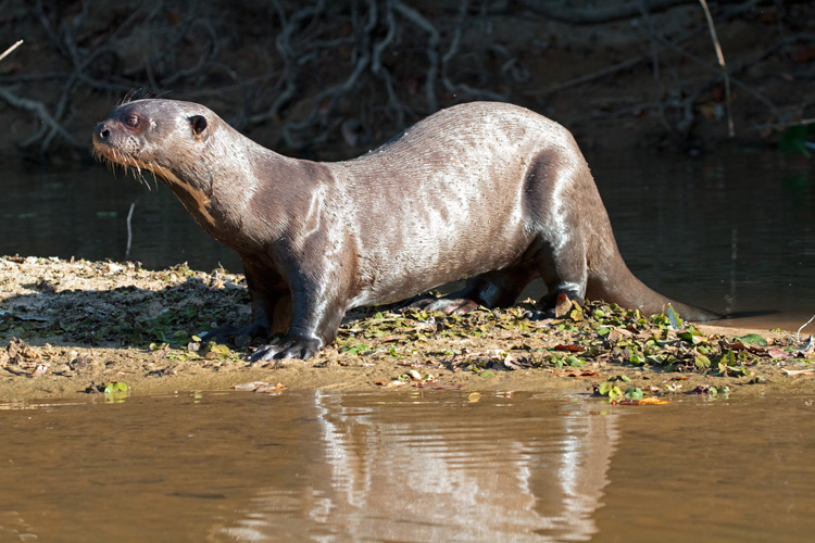 [Giant Otter]