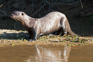 Giant Otter