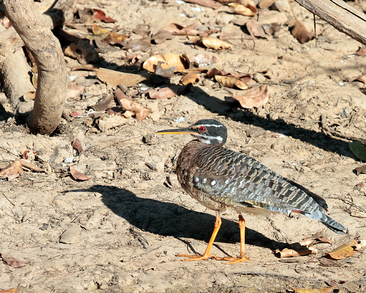 [Sunbittern]