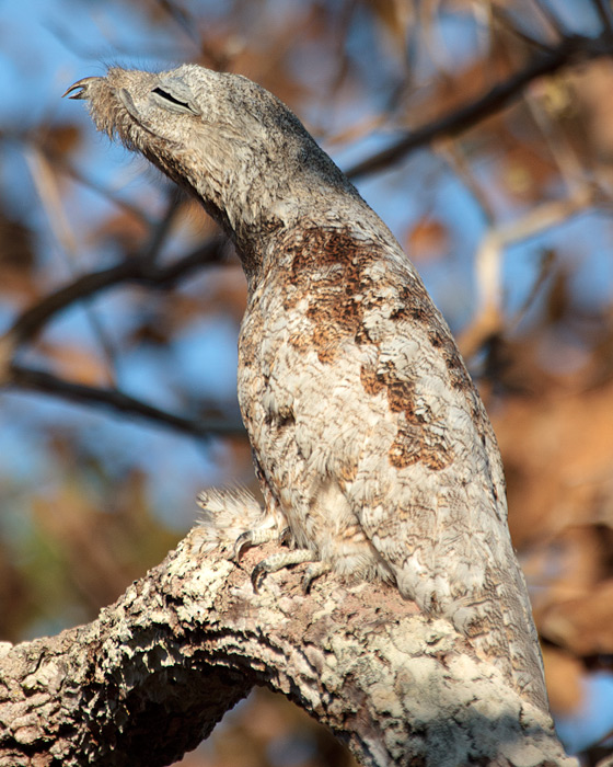 [Great Potoo]