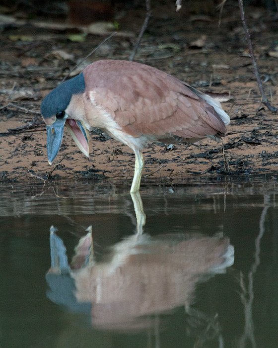 [Boat-billed Heron]