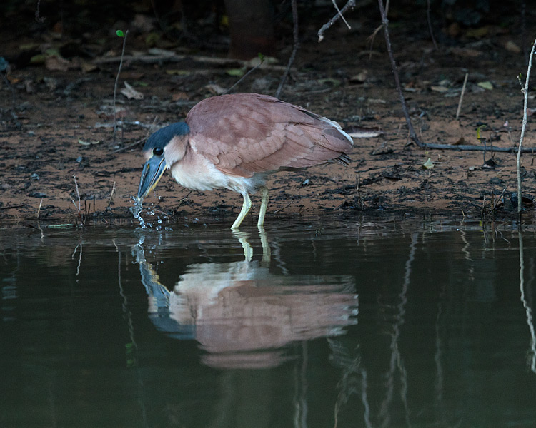 [Boat-billed Heron]