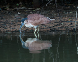 Boat-billed Heron