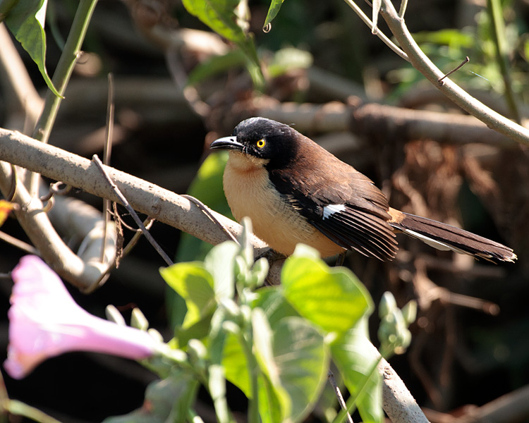 [Black-capped Donacobius]