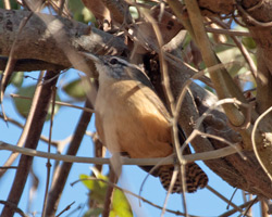 Fawn-breasted Wren