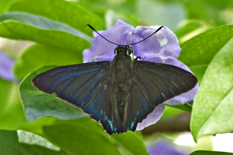 [Mangrove Skipper]