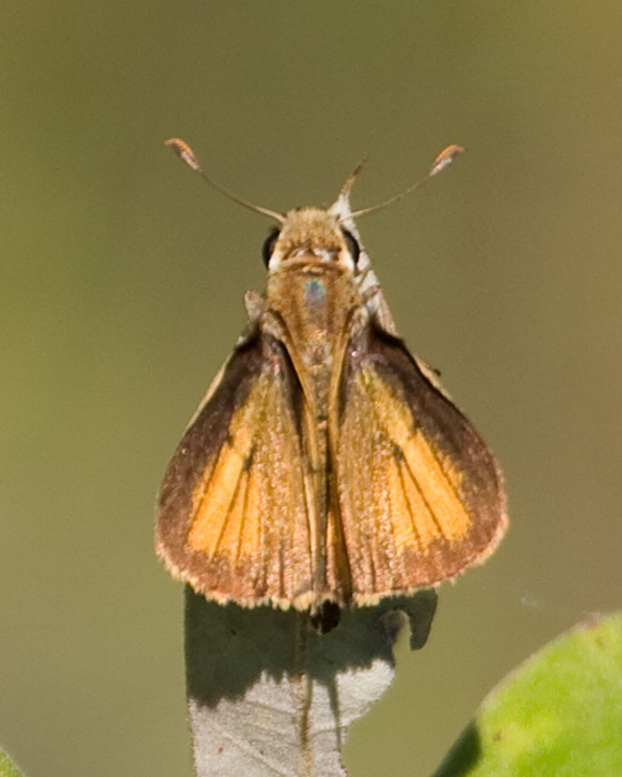 [Whirlabout Skipper]