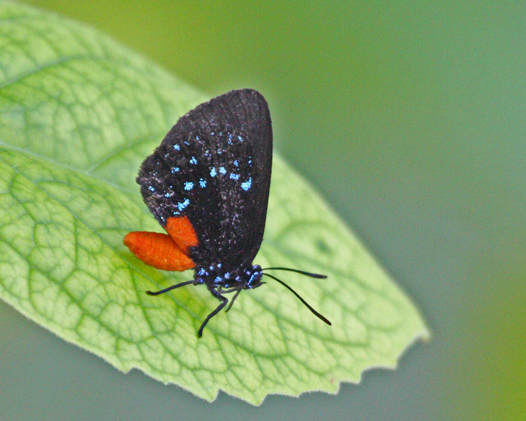 [Atala]