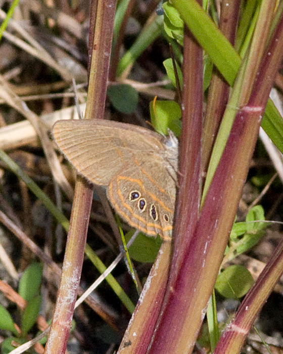 [Georgia Satyr]