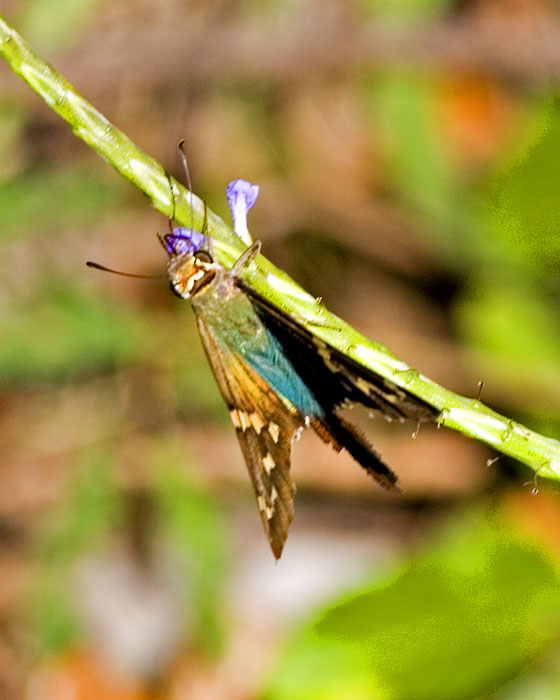 [Long-tailed Skipper]