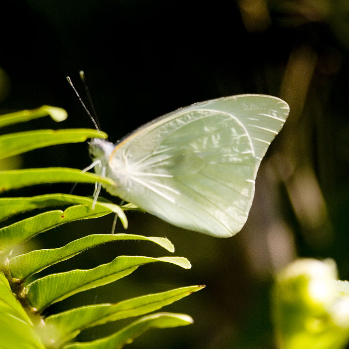 [Florida White]