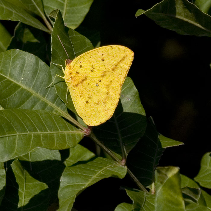 [Large Orange Sulphur]