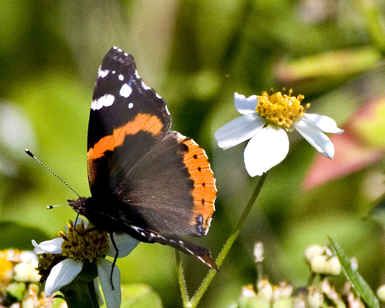 [Red Admiral]