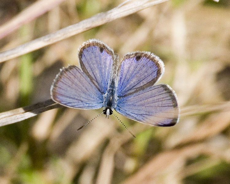 [Ceraunus Blue]