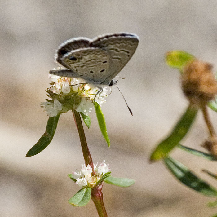 [Ceraunus Blue]