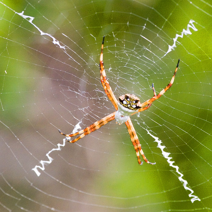 [Silver Argiope]