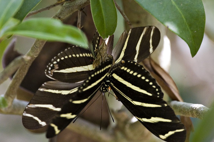 [Zebra Heliconians]