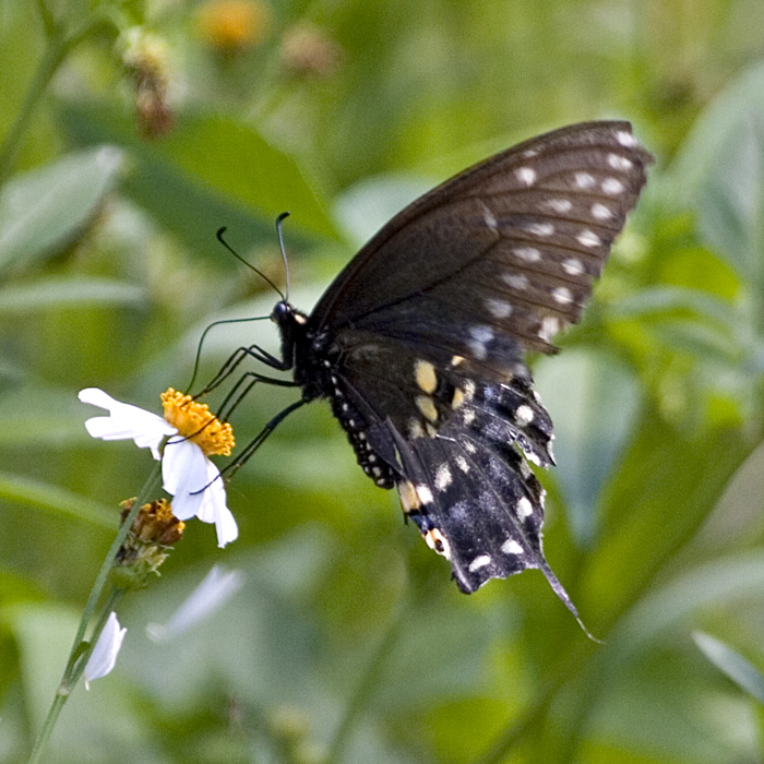 [Black Swallowtail]