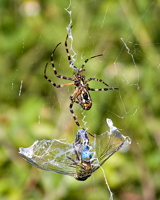 [Black-and-yellow Argiope]