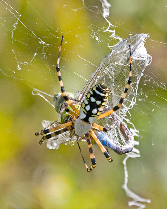 [Black-and-yellow Argiope]