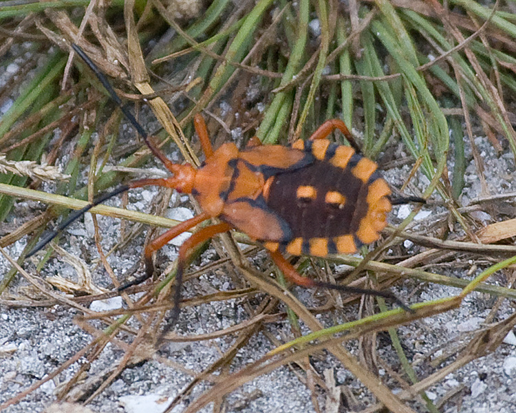 [Assassin (Kissing) Bug]