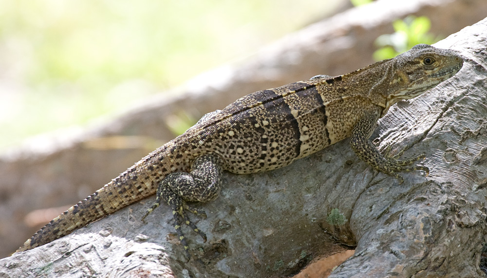 [Black Spiny-tailed Iguana]