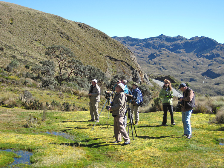 [Looking for Antpitta]