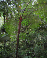 Tree Fern